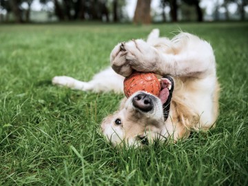 Sommerlicher Freilauf für Hunde - Darauf sollten Halter jetzt achten