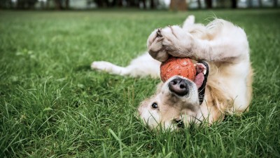 Sommerlicher Freilauf für Hunde - Darauf sollten Halter jetzt achten