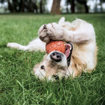 Sommerlicher Freilauf für Hunde - Darauf sollten Halter jetzt achten