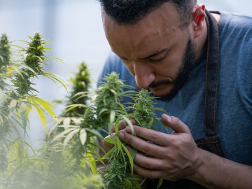 Medizinisches Cannabis in 2024 - Das bedeutet die Legalisierung für Patienten