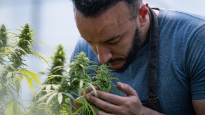 Medizinisches Cannabis in 2024 - Das bedeutet die Legalisierung für Patienten