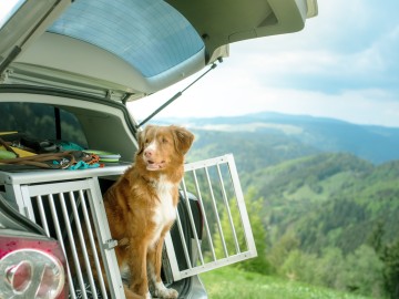 Gesetzliche Regelungen für Hunde im Auto: Hund im Kofferraum vor Panorama