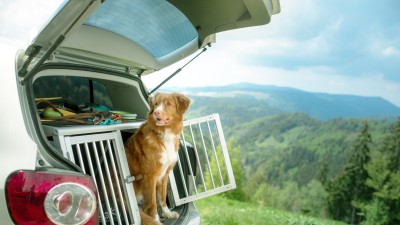 Gesetzliche Regelungen für Hunde im Auto: Hund im Kofferraum vor Panorama