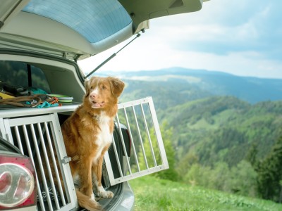 Gesetzliche Regelungen für Hunde im Auto: Hund im Kofferraum vor Panorama