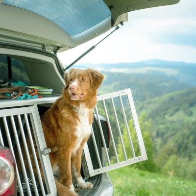 Gesetzliche Regelungen für Hunde im Auto: Hund im Kofferraum vor Panorama