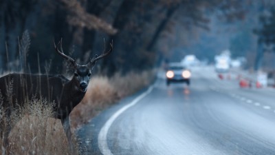 Achtung vor Wildunfällen in der dunklen Jahreszeit 