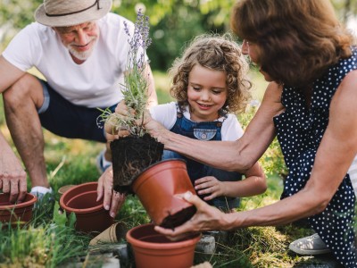 So machen Sie Ihren Garten zum Bienen- und Schmetterlingsparadies