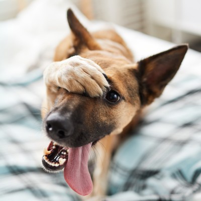 Hundehaftpflichtversicherung: Ein Hund streckt seine Zunge aus und verdeckt den Kopf mit einer Pfote