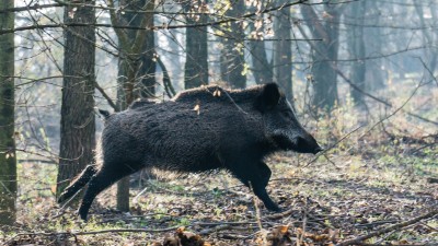 Ein Wildschwein rennt durch den Wald