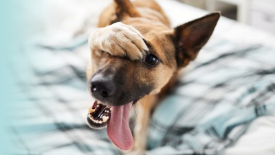 Hundehaftpflichtversicherung: Ein Hund streckt seine Zunge aus und verdeckt den Kopf mit einer Pfote
